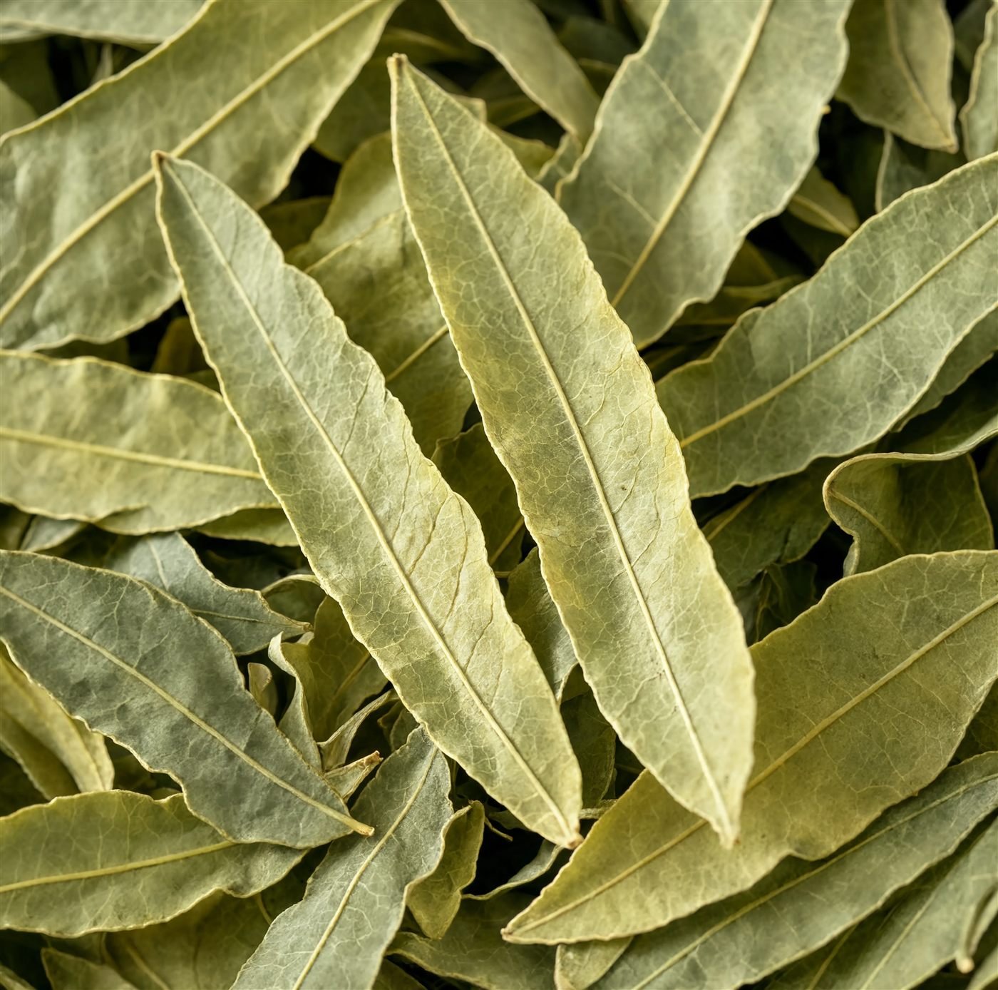 Dried senna leaves (Senna alexandrina) from India, supplied for senna extract and sennoside production