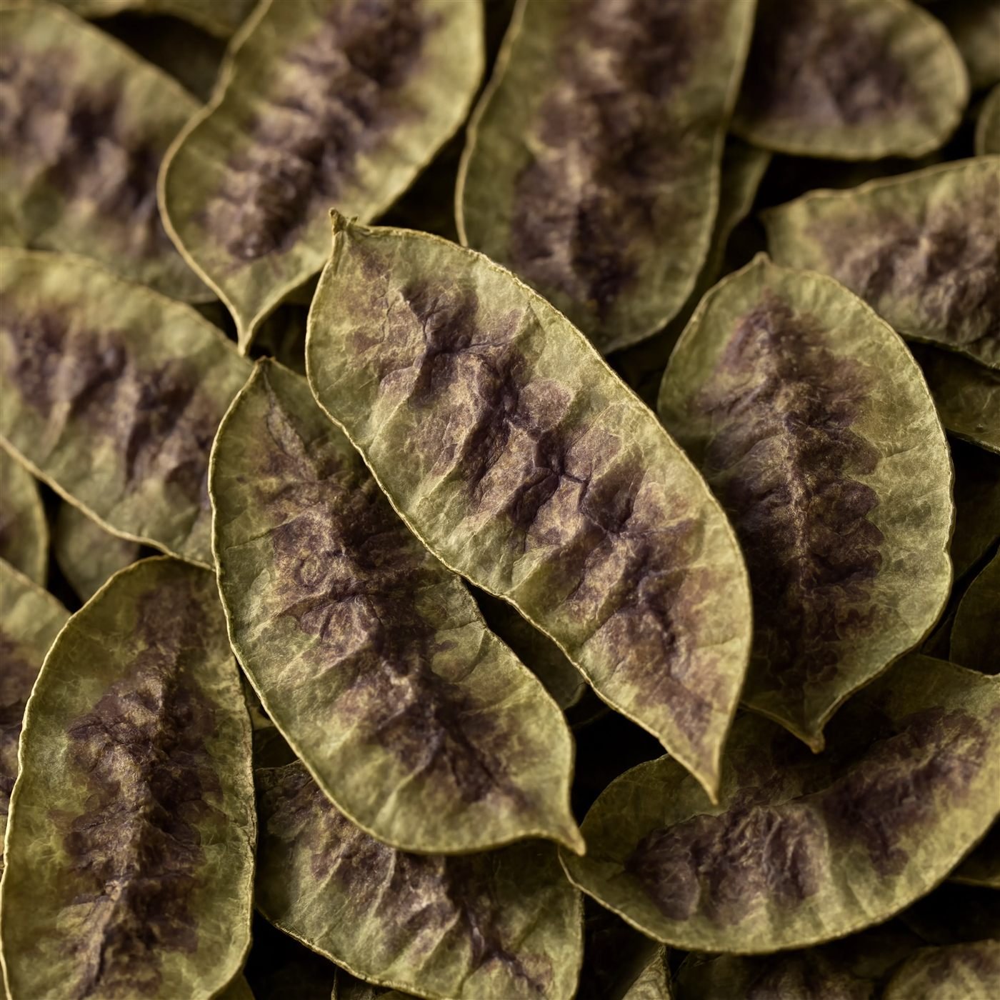 Dried senna pods (Cassia angustifolia) from India, supplied for senna extract and sennoside production